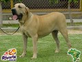 In Memorian - Fila Brasileiro Dourado - Canil singular - Candinha